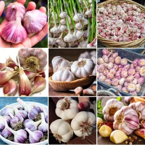 Mix Hardneck Garlic Bulbs for Planting – 1 Pound, High-Yield, Zones 3-10 - Image 2