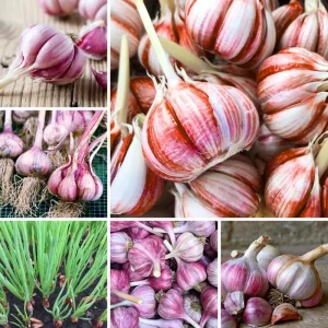 Mix Hardneck Garlic Bulbs for Planting – 1 Pound, High-Yield, Zones 3-10 - Image 3