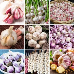 Mix Hardneck Garlic Bulbs for Planting – 1 Pound, High-Yield, Zones 3-10 - Image 6