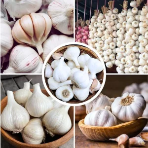Mix Hardneck Garlic Bulbs for Planting – 1 Pound, High-Yield, Zones 3-10 - Image 1