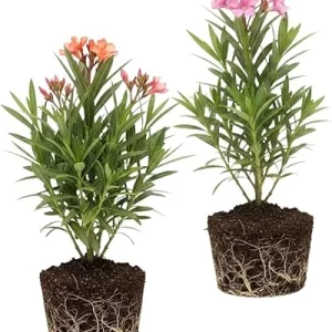 Mix Oleander Live Plant – 2 Pack, 5-7 Inches Tall Flowering Shrub, Outdoor - Image 4