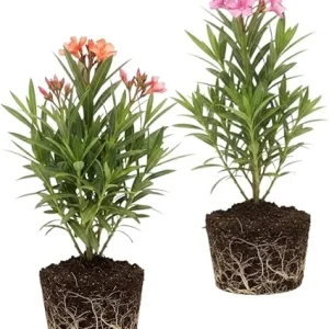 Mix Oleander Live Plant – 2 Pack, 5-7 Inches Tall Flowering Shrub, Outdoor - Image 6