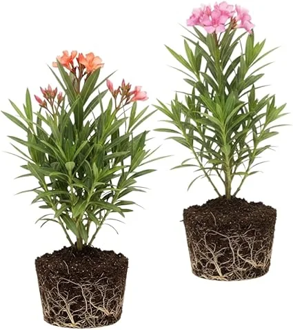 Mix Oleander Live Plant – 2 Pack, 5-7 Inches Tall Flowering Shrub, Outdoor - Image 6