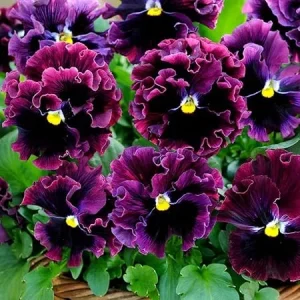 Mix Pansy Flower Plants 3-6 Inches - Live Perennial for Garden & Containers, Multicolor - Image 2