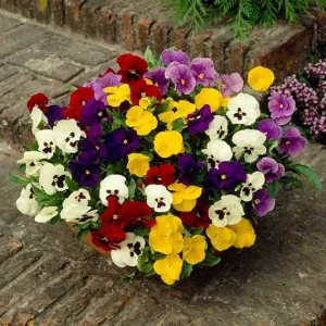 Mix Pansy Live Plants - Colorful Blooms for Garden & Containers, 3-5 Inches - Image 2