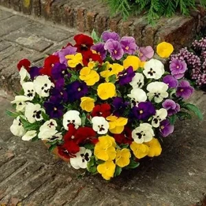 Mix Pansy Live Plants - Colorful Blooms for Garden & Containers, 3-5 Inches - Image 3