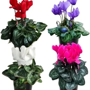 Mixed Cyclamen Live Plant 4" Pot - Hardy Indoor Flowering Houseplant, 2 Count - Image 2