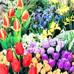 Mixed Flower Bulbs for Fall Planting - 50 Count, 5 Varieties, 50 Days of Blooms - Image 1