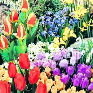 Mixed Flower Bulbs for Fall Planting - 50 Count, 5 Varieties, 50 Days of Blooms - Image 6