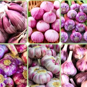 Mixed Garlic Bulbs for Planting – 1/2 LB High Yield Hardneck Seeds – Cold Hardy Zones 3-8 - Image 6