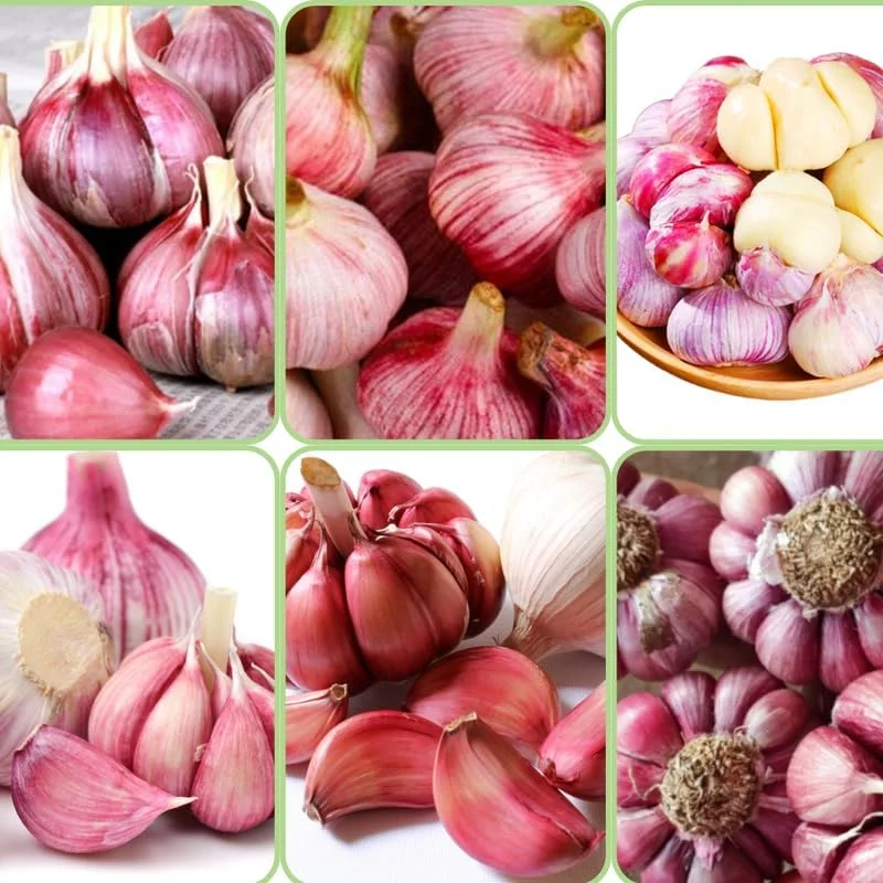 Mixed Garlic Bulbs for Planting – 1/2 LB High Yield Hardneck Seeds – Cold Hardy Zones 3-8 - Image 7