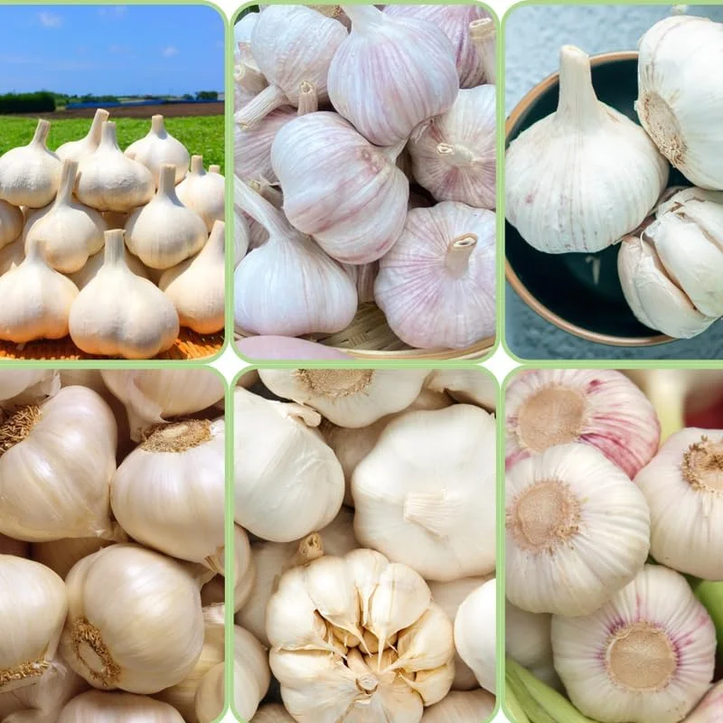 Mixed Garlic Bulbs for Planting – 1/2 LB High Yield Hardneck Seeds – Cold Hardy Zones 3-8 - Image 1