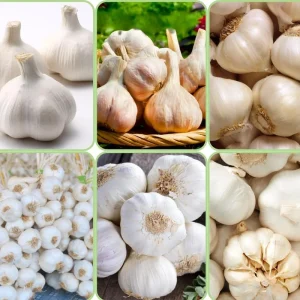 Mixed Garlic Bulbs for Planting – 1/2 LB High Yield Hardneck Seeds – Cold Hardy Zones 3-8 - Image 9