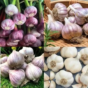 Mixed Garlic Bulbs for Planting - Hardneck & Softneck, 1 Pound, Outdoors - Image 6