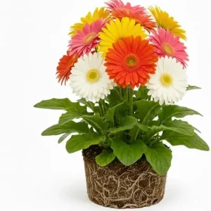 Mixed Gerbera Daisy Live Plant – Assorted Colors, 5-7 Inches Tall – Indoor/Outdoor Perennial - Image 2