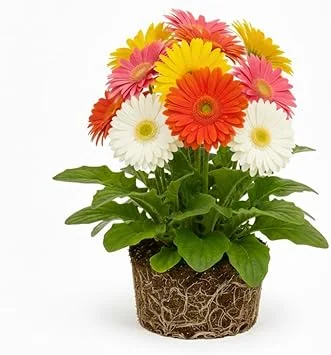 Mixed Gerbera Daisy Live Plant – Assorted Colors, 5-7 Inches Tall – Indoor/Outdoor Perennial - Image 1