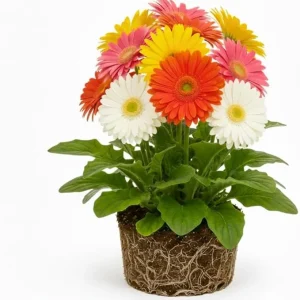 Mixed Gerbera Daisy Live Plant – Assorted Colors, 5-7 Inches Tall – Indoor/Outdoor Perennial - Image 4