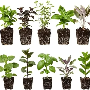 Mixed Live Herb Plants 4-Pack – Lemon Balm, Rosemary, Basil, Oregano – 4-8" Tall Starter Plants – Indoor/Outdoor - Image 1