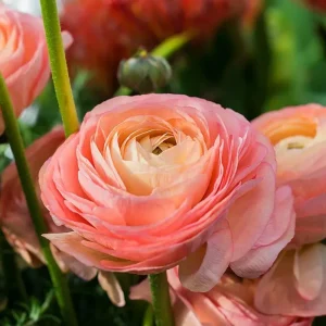 Mixed Ranunculus Flower Bulbs - 25 Count for Spring Planting, Zones 3-11 - Image 2