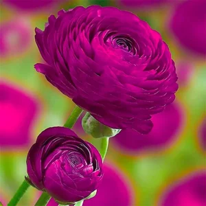 Mixed Ranunculus Flower Bulbs - 25 Count for Spring Planting, Zones 3-11 - Image 5