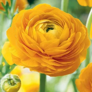 Mixed Ranunculus Flower Bulbs - 25 Count for Spring Planting, Zones 3-11 - Image 6