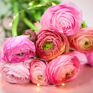 Mixed Ranunculus Flower Bulbs - 25 Count for Spring Planting, Zones 3-11 - Image 8