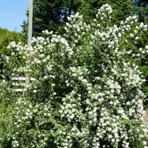 Mock Orange Bush Live Plant - Sweet Fragrant Philadelphus Shrub, 5-8 Inch Tall - Image 5