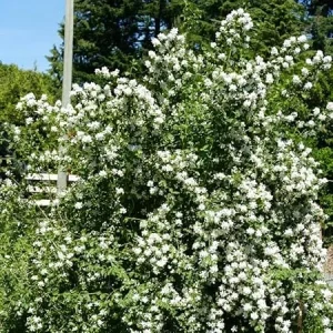 Mock Orange Bush Live Plant - Sweet Fragrant Philadelphus Shrub, 5-8 Inch Tall - Image 7
