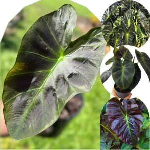 Mojito Colocasia Live Plant - Alocasia Elephant Ear, 4-6