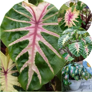 Mojito Colocasia Live Plant - Alocasia Elephant Ear, 4-6" Tall, 2 Pack, Cold Hardy, Indoor Outdoor - Image 1