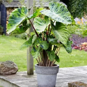 Mojito Colocasia Live Plant – Elephant Ear Taro Plant 5-9" Tall – Easy Grow - Image 1