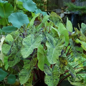 Mojito Colocasia Live Plant – Elephant Ear Taro Plant 5-9