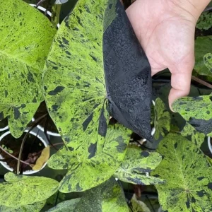 Mojito Colocasia Live Plant – Elephant Ear Taro Plant 5-9