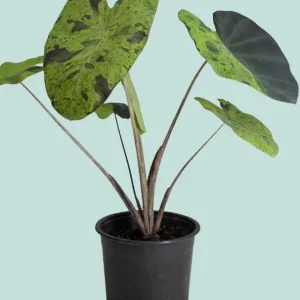 Mojito Colocasia Live Plant – Elephant Ear Taro Plant 5-9