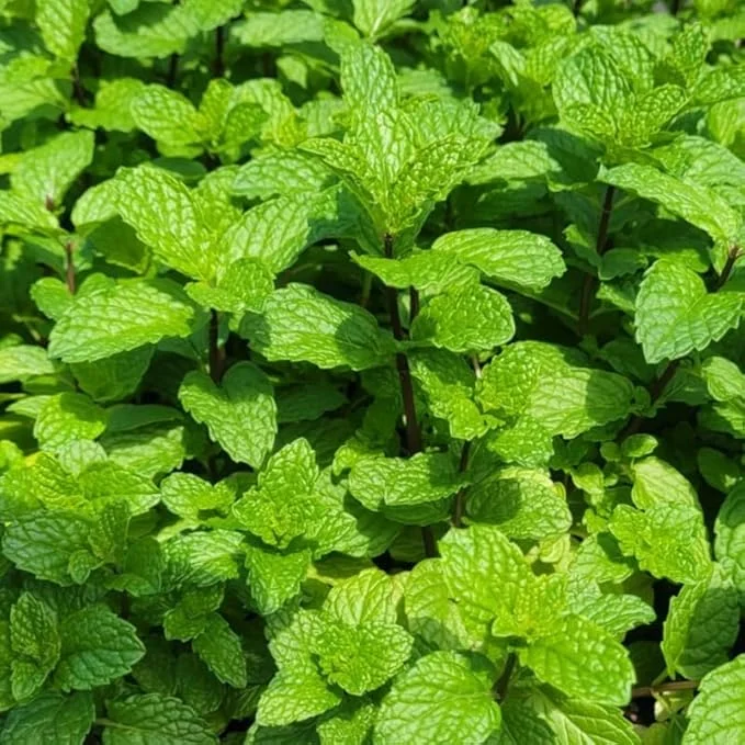 Mojito Mint Live Plant Set – 4 Fresh Herb Starter Plants, 4-7 Inch Tall, Culinary Garden Ready - Image 2