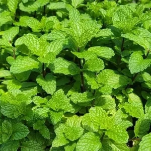 Mojito Mint Live Plant Set – 4 Fresh Herb Starter Plants, 4-7 Inch Tall, Culinary Garden Ready - Image 3