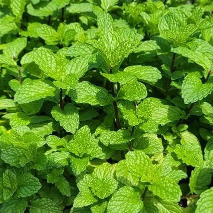 Mojito Mint Live Plant Set – 4 Fresh Herb Starter Plants, 4-7 Inch Tall, Culinary Garden Ready - Image 3
