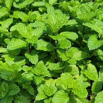 Mojito Mint Live Plant Set – 4 Fresh Herb Starter Plants, 4-7 Inch Tall, Culinary Garden Ready - Image 7