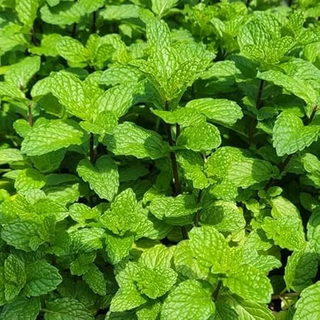 Mojito Mint Live Plant Set – 4 Fresh Herb Starter Plants, 4-7 Inch Tall, Culinary Garden Ready - Image 1