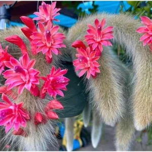 Monkey Tail Cactus Live Plant – 10-15 Inch Bare Root Rare Succulent for Hanging Baskets - Image 2