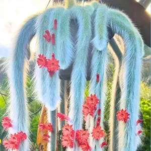 Monkey Tail Cactus Live Plant – Rare Succulent – 5-8 Inch Bareroot – Indoor/Outdoor - Image 1