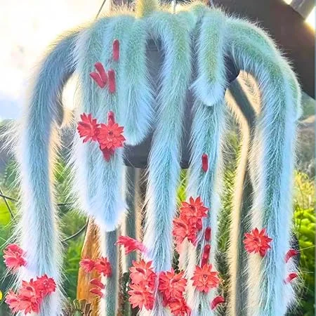 Monkey Tail Cactus Live Plant – Rare Succulent – 5-8 Inch Bareroot – Indoor/Outdoor - Image 1