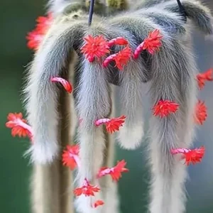 Monkey Tail Cactus Live Plant - Rare Trailing Indoor Houseplant, 3-6 Inch Tall - Image 1