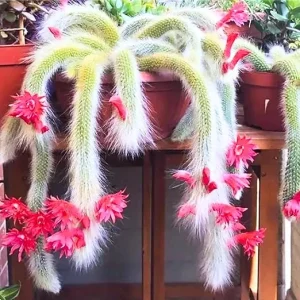 Monkey Tail Cactus Live Plant - Trailing Succulent, 3-6 Inch Bareroot - Image 2