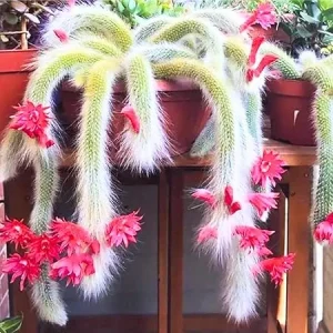 Monkey Tail Cactus Live Plant - Trailing Succulent, 3-6 Inch Bareroot - Image 3