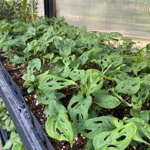 Monstera Adansonii Live Plant - Swiss Cheese Plant - Indoor Houseplant - Image 4