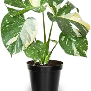 Monstera Live Plant - Constellation Variegated - 4-7'' Tall - Indoor/Outdoor - Image 2