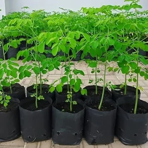 Moringa Live Plant – 4 Trees for Planting – 6-10 Inches Tall – Well Rooted - Image 4