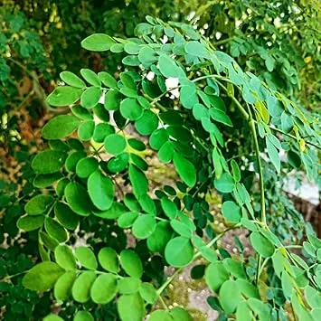 Moringa Oleifera Live Plant – Drumstick Tree – 6-8 inch Tall – Potted - Image 3