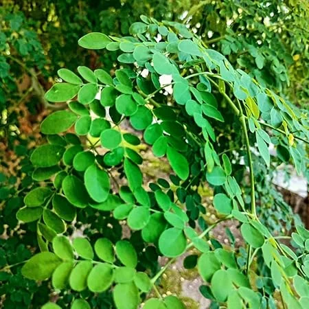 Moringa Oleifera Live Plant – Drumstick Tree – 6-8 inch Tall – Potted - Image 1